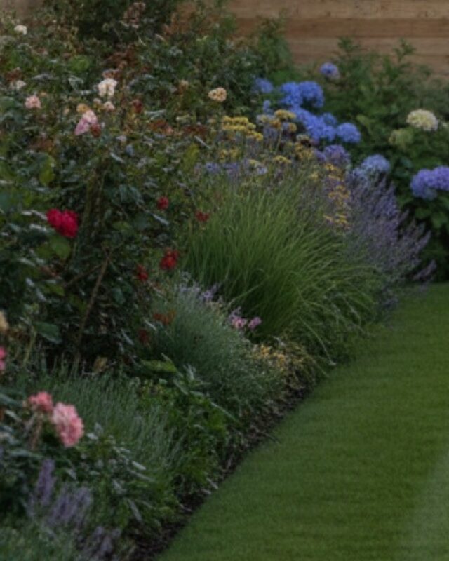 A planted border of roses, catmint and ornamental grass meeting a clean-cut lawn edge.