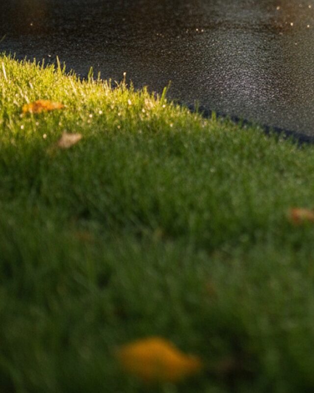 A crisp grass edge lit by low sun where the lawn meets a hard surface.